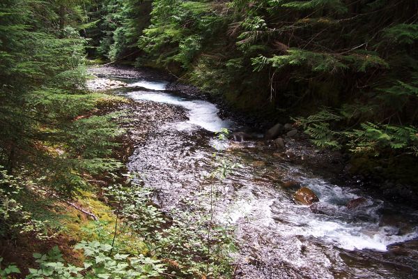 pemandangan, air, hutan, air terjun, sungai kecil, gurun