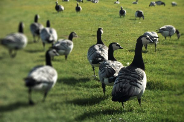 鳥,フィールド,野生動物,家禽,動物相,鳥