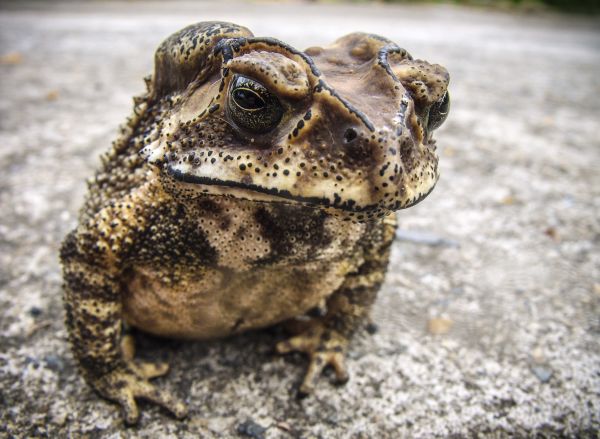 dzikiej przyrody,żaba,ropucha,płaz,fauna,ścieśniać