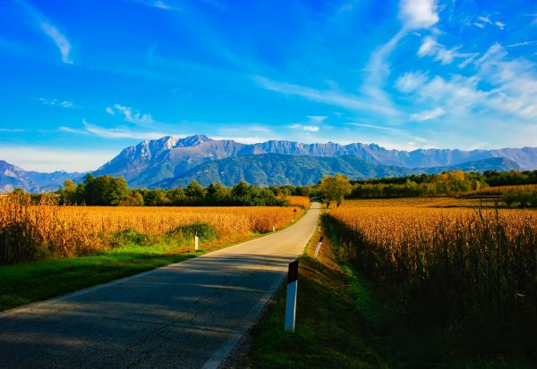 tájkép, fa, természet, erdő, fű, horizont