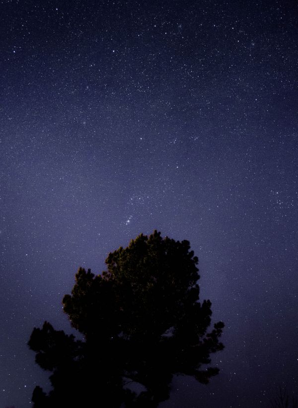 albero, natura, raggiante, cielo, notte, silhouette