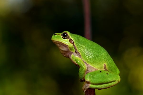 naturaleza,fauna silvestre,verde,rana,anfibio,fauna