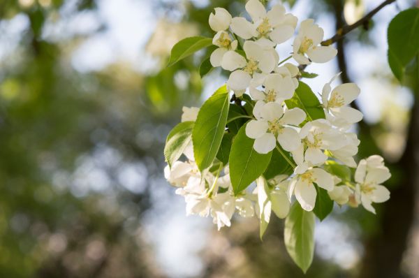 albero, natura, ramo, fiorire, pianta, frutta