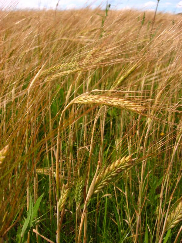 fű, növény, mező, árpa, búza, Farm