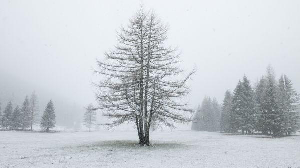 paisaje, árbol, naturaleza, bosque, rama, nieve