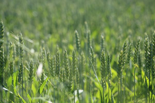 la nature, herbe, croissance, plante, champ, pelouse