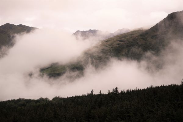 krajina, strom, príroda, les, vrch, divokosť