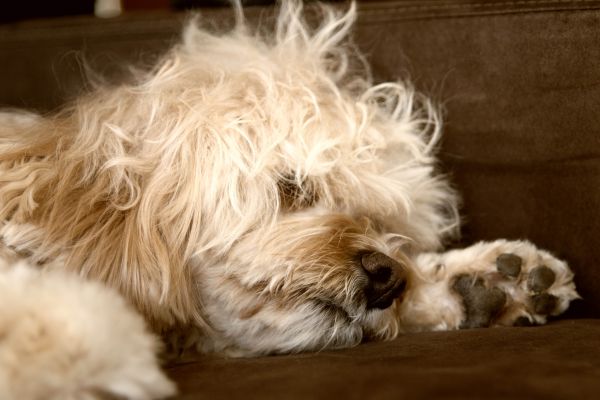 cachorro,cachorro,animal,fofa,dormindo,mamífero