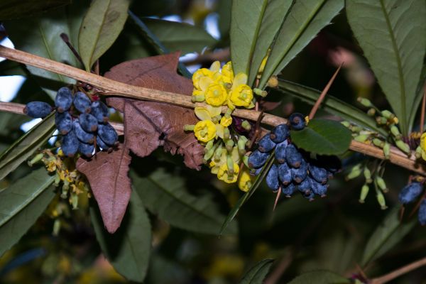 árvore, natureza, ramo, Flor, plantar, fruta