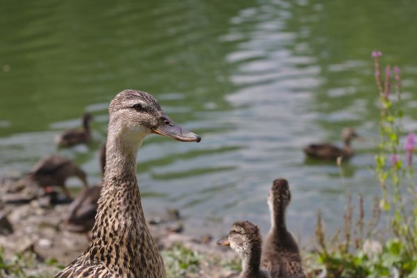 水,自然,鳥,湖,動物,池