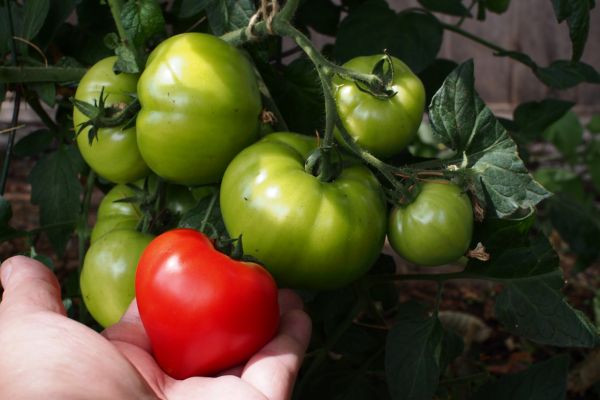 plantă,floare,verde,fruct,copt,alimente