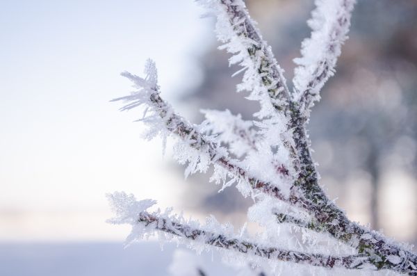 árvore, natureza, ramo, neve, frio, inverno