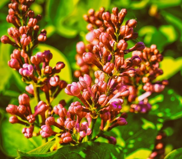 natuur,bloesem,fabriek,blad,bloem,produceren