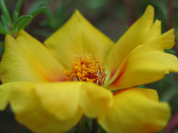 blossom,plant,flower,petal,moss,rose