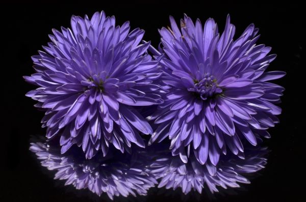 plantă,floare,Violet,petală,floră,Aster