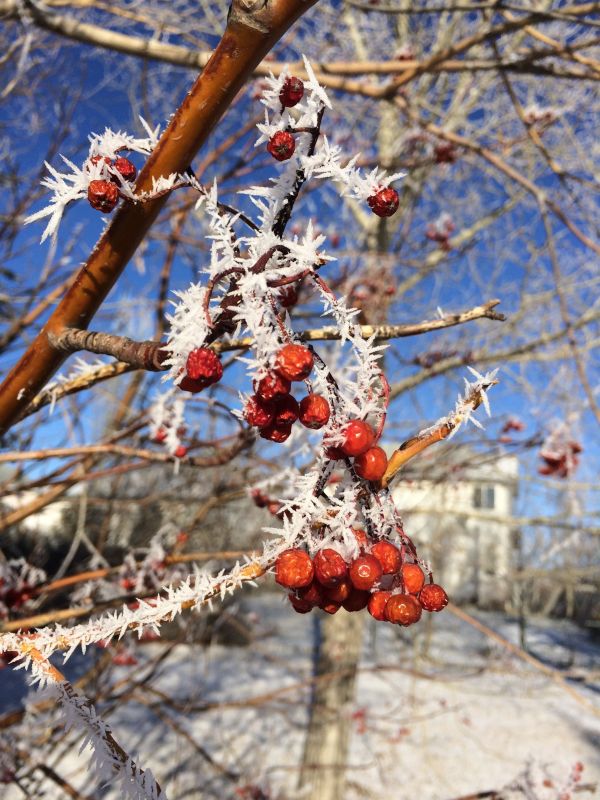 tre, natur, gren, blomstre, snø, vinter