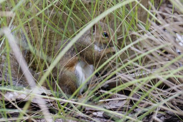 gras,natuur,wildlife,kalmte,kalmte,zoogdier