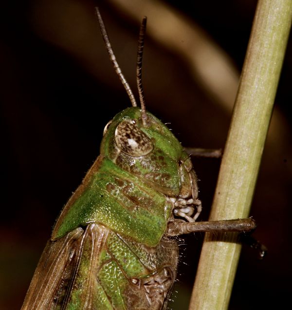 natura,fotografia,foto,verde,insetto,macro