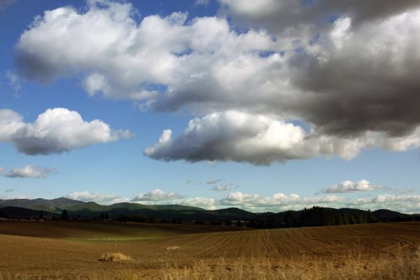 paisaje, naturaleza, césped, horizonte, nube, cielo