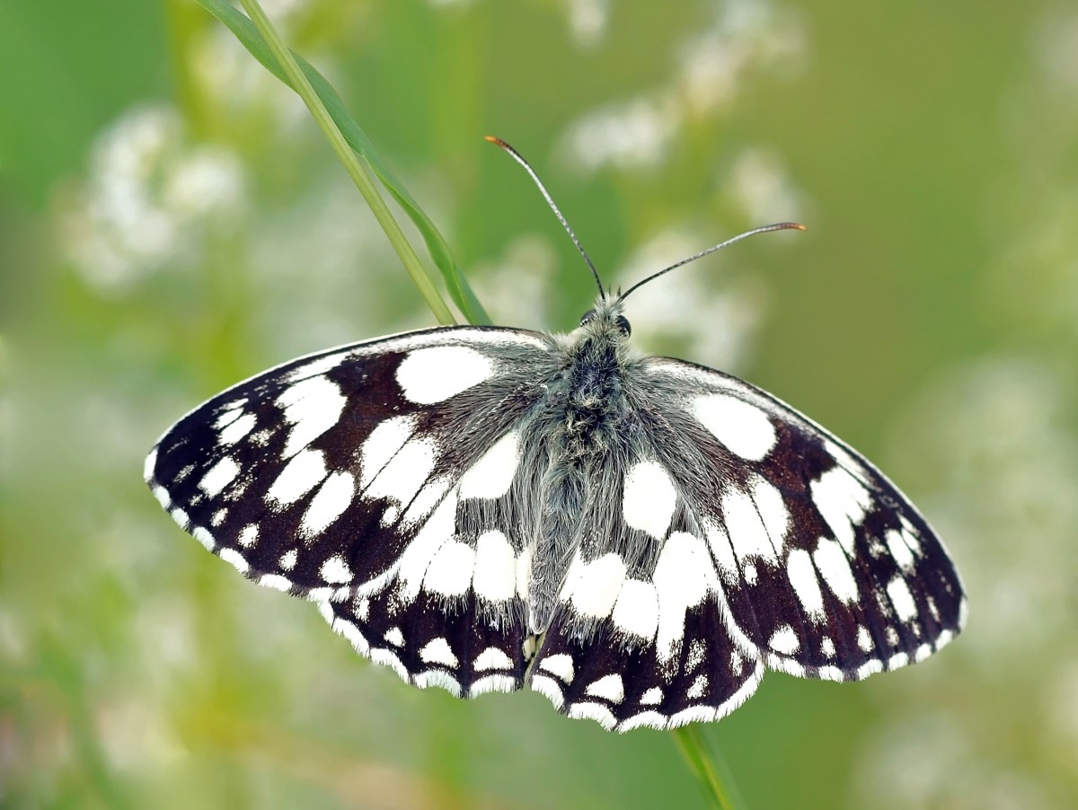 natureza, asa, flor, inseto, borboleta, fauna, Invertebrado, fechar-se, Pieridae, Macro fotografia, artrópode, Halm, Polinizador, Traças e borboletas, Linazida, Escova footed borboleta, Colias