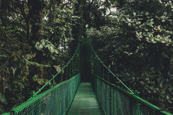 Natur,Wald,Brücke,Hängebrücke,Sonnenlicht,Blatt