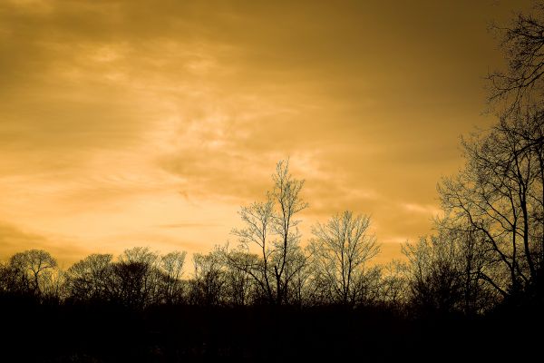 Landschaft, Baum, Natur, Wald, Ast, Silhouette