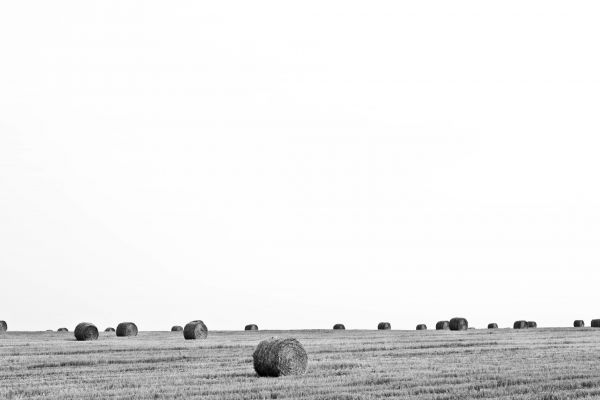 foins,balle,herbe,noir et blanc,champ,ferme