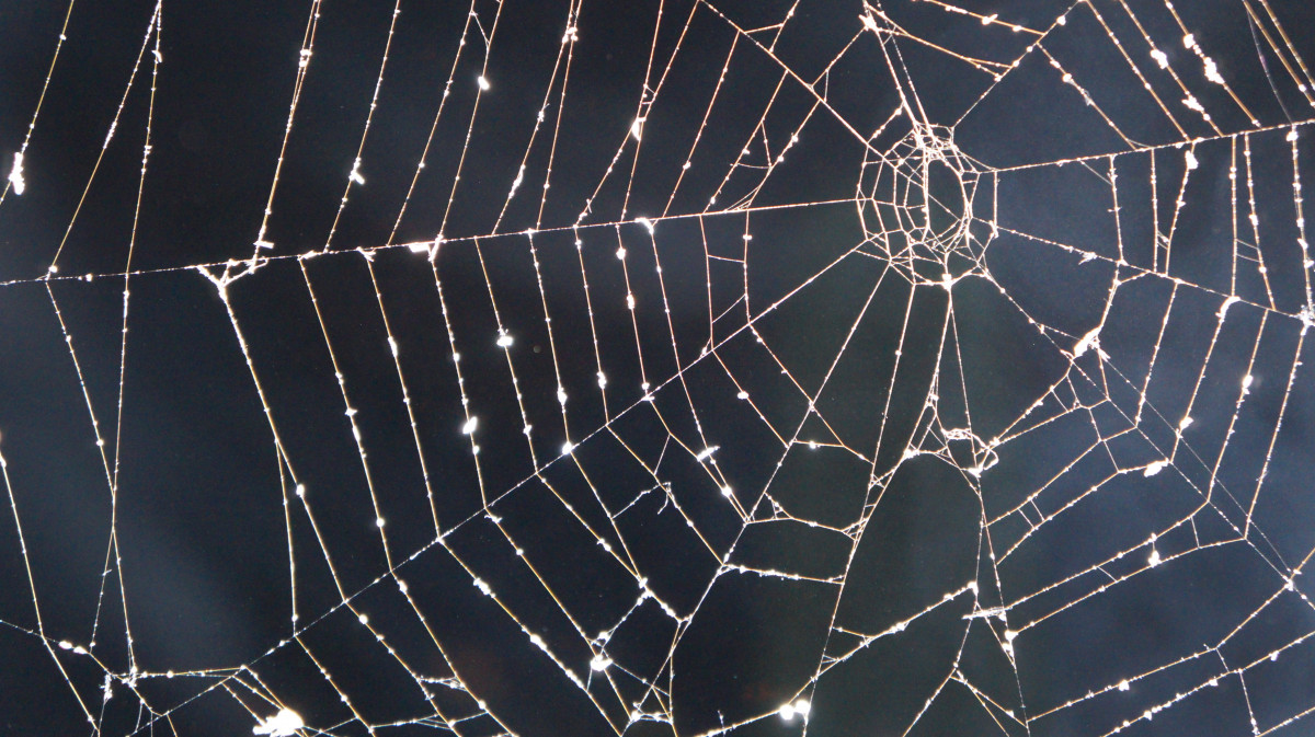 natur, natt, mystisk, rök, halloween, material, ryggradslös, spindelnät, spindelnät, Spindel, netto, arachnid, nätverk, artropod, araneus, orb vävaren spindel