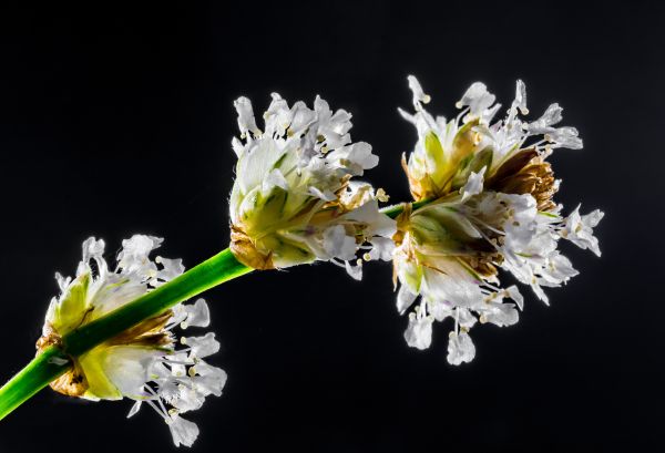 gren, blomma, växt, vit, fotografi, träd