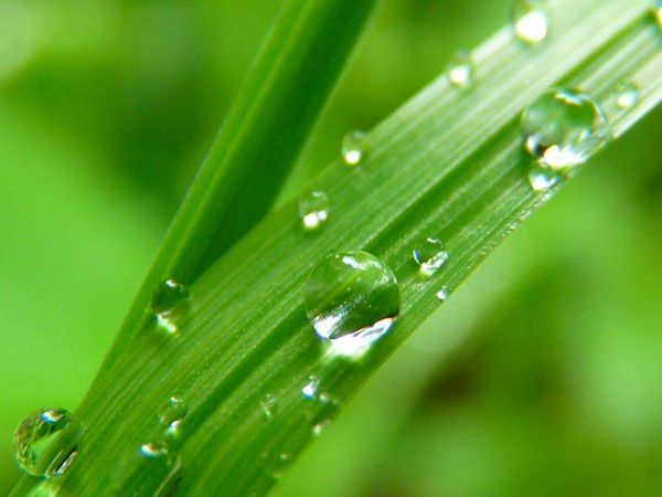 acqua,natura,erba,far cadere,rugiada,pianta