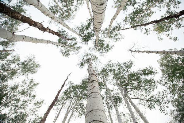 дерево,лес,филиал,растение,Серебряная береза,Береза