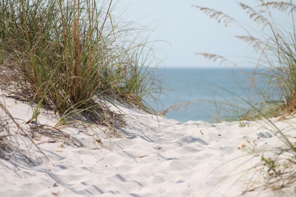 plage,paysage,arbre,la nature,herbe,le sable