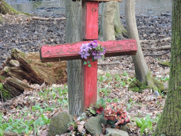 forêt,Piste,fleur,violet,tristesse,rouge