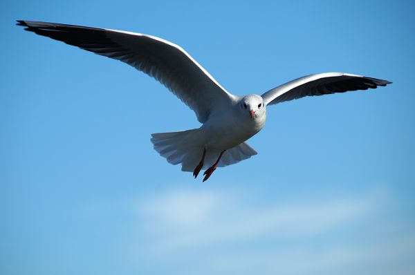 fugl,vinge,Seabird,måke,nebb,flygning