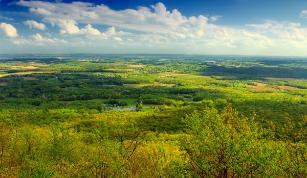 peisaj, copac, natură, pădure, iarbă, orizont