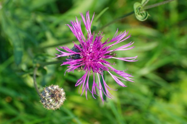 natur,by,bybildet,anlegg,eng,blomst