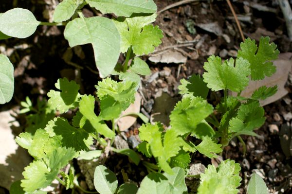 pianta, foglia, fiore, cibo, erba, produrre