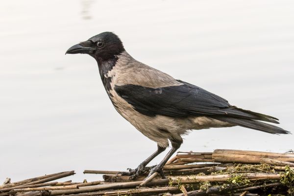 鳥, 翼, 野生動物, 嘴, 動物相, カラス