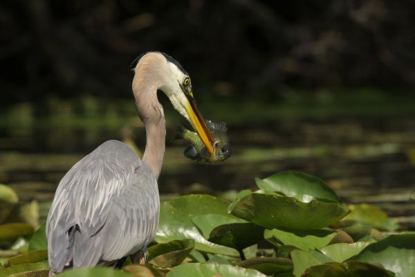 agua,naturaleza,pájaro,ala,pelícano,fauna silvestre