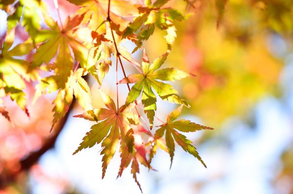 paesaggio,albero,natura,ramo,pianta,legna