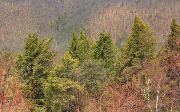 景观,树,性质,森林,荒野,山