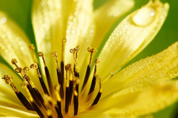 natur, blomma, växt, fotografi, gräs, dagg