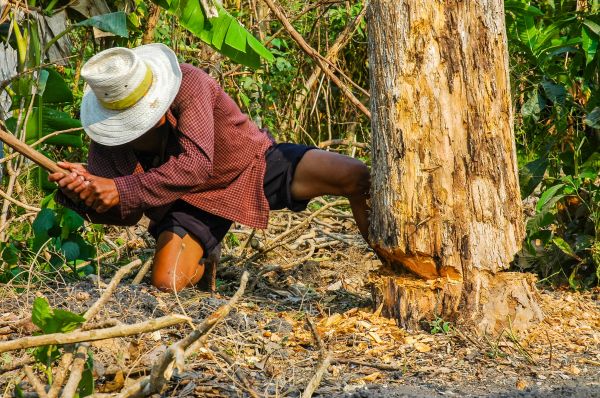 hombre,árbol,bosque,planta,madera,hoja