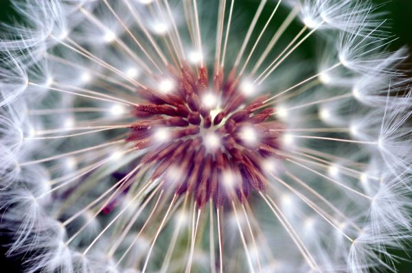 naturaleza,planta,fotografía,diente de león,flor,bengala