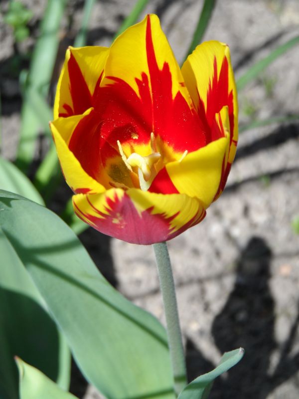 naturaleza,flor,ligero,planta,flor,pétalo