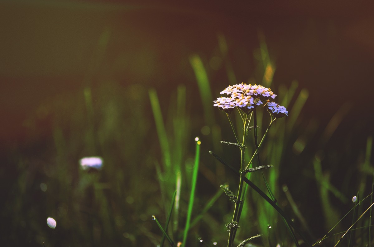 natur, græs, dug, lys, vækst, plante, Mark, fotografering, eng, prærie, sollys, blad, blomst, daisy, forår, grøn, flora, wildflower, tæt på, fugtighed, makrofotografering, blomstrende plante, daisy familie, græsfamilien, stængelplante, jord plante