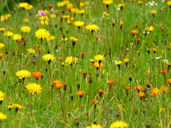 Natur, Gras, blühen, Pflanze, Feld, Rasen