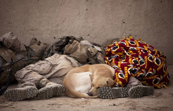 hund,hund-,militär-,däggdjur,sovande,resten