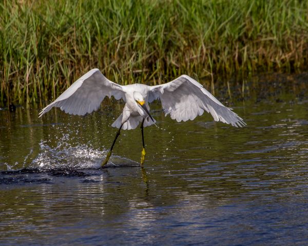 natur, fugl, vinge, dyreliv, speilbilde, nebb