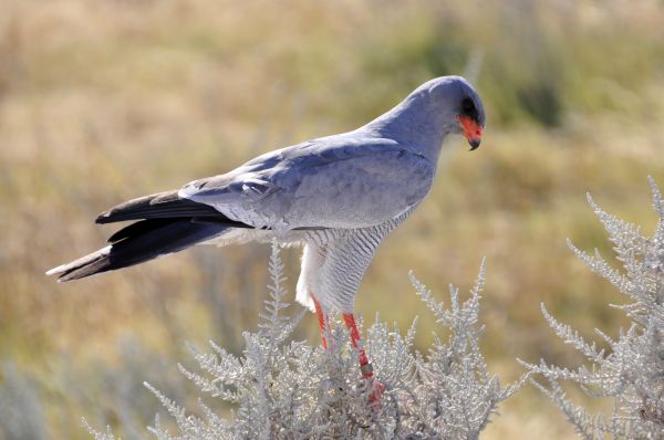 nature, bird, wing, animal, wildlife, wild